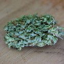 Cinderellas (Sumo Seeds) Feminiserade