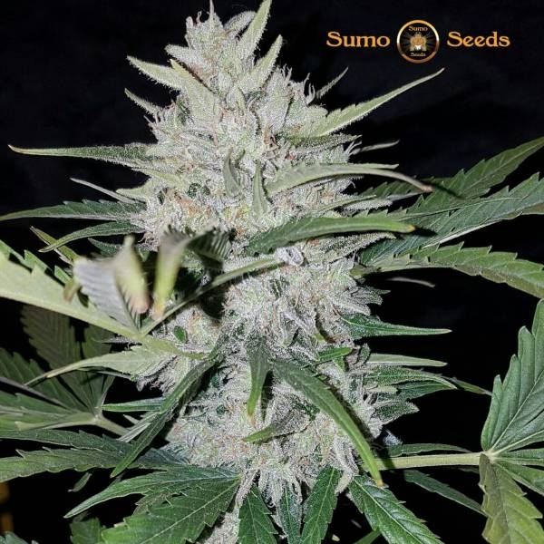 White Cheese Auto (Sumo Seeds) Feminiserade