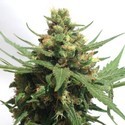 Sumo’s OG Kush Auto (Sumo Seeds) Feminiserade