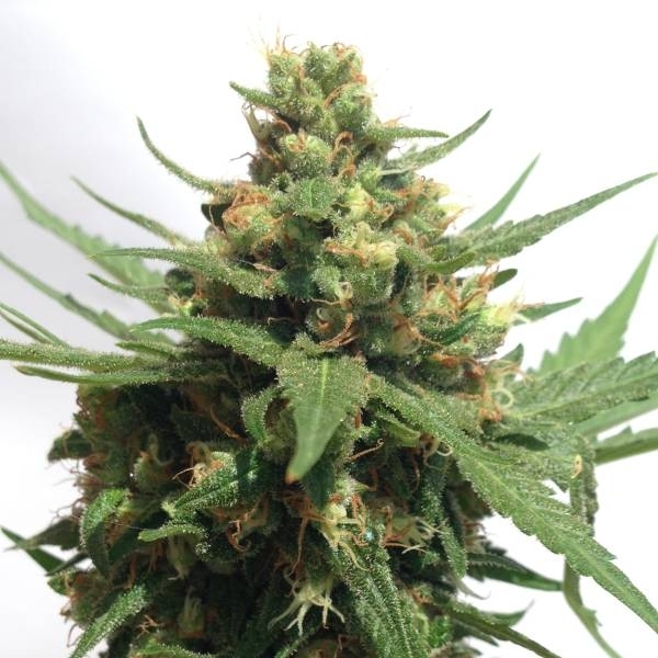 Sumo’s OG Kush Auto (Sumo Seeds) Feminiserade