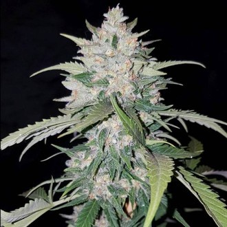 AK Full Auto (Sumo Seeds) Feminiserade