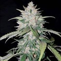 AK Full Auto (Sumo Seeds) Feminiserade