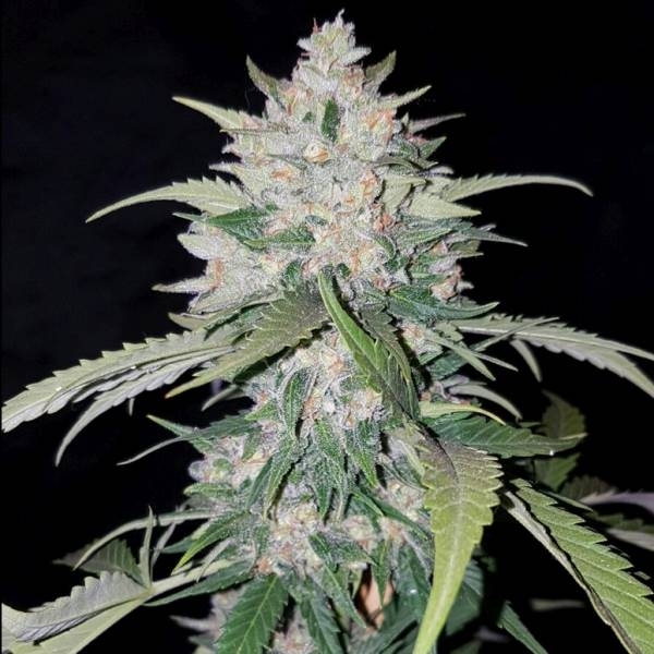 AK Full Auto (Sumo Seeds) Feminiserade