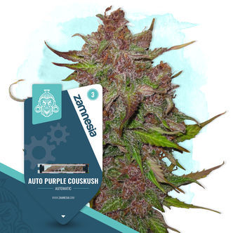 Auto Purple CousKush (Zamnesia Seeds) feminiserade