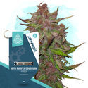 Auto Purple CousKush (Zamnesia Seeds) Feminiserade