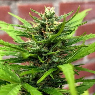 Auto Anthrax (BSB Genetics) Feminiserade