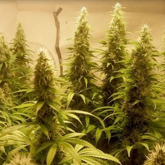 Cali Dream (BSB Genetics) Feminiserade