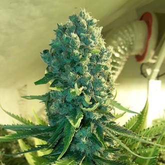 Cali Dream (BSB Genetics) Feminiserade