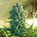 Cali Dream (BSB Genetics) Feminiserade