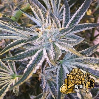 Fruit Tree (Cali Connection) feminiserade
