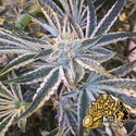 Fruit Tree (Cali Connection) Feminiserade