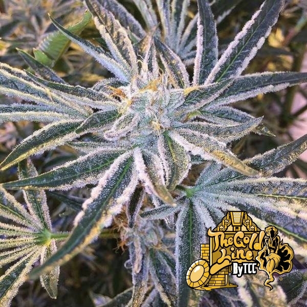 Fruit Tree (Cali Connection) Feminiserade