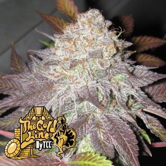 Fruit Cup (Cali Connection) Feminiserade
