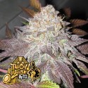 Fruit Cup (Cali Connection) Feminiserade