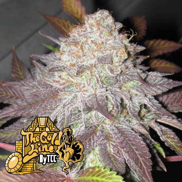 Fruit Cup (Cali Connection) Feminiserade