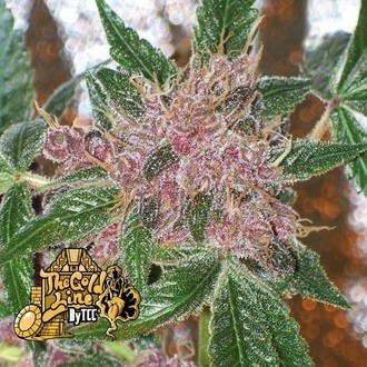 Cherries Jubilee (Cali Connection) Feminiserade