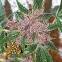 Cherries Jubilee (Cali Connection) Feminiserade