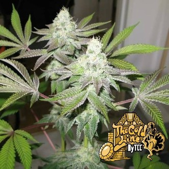 78 (Cali Connection) feminiserade
