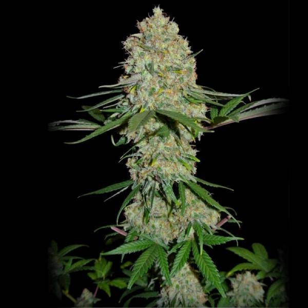 Silver Buddha Haze (Sumo Seeds) Feminiserade