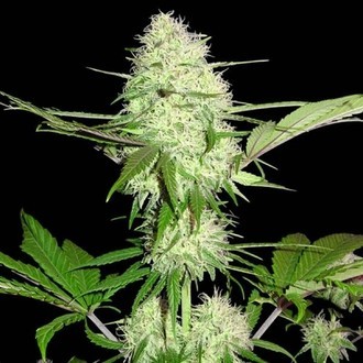 Silver Buddha Haze (Sumo Seeds) Feminiserade
