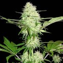 Silver Buddha Haze (Sumo Seeds) Feminiserade
