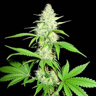 Amnesia Ganja Haze (Sumo Seeds) Feminiserade