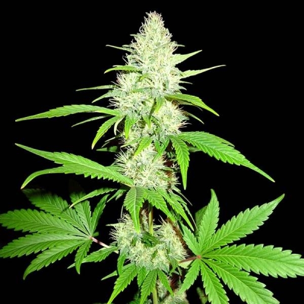 Amnesia Ganja Haze (Sumo Seeds) Feminiserade