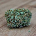 Amnesia Ganja Haze (Sumo Seeds) Feminiserade