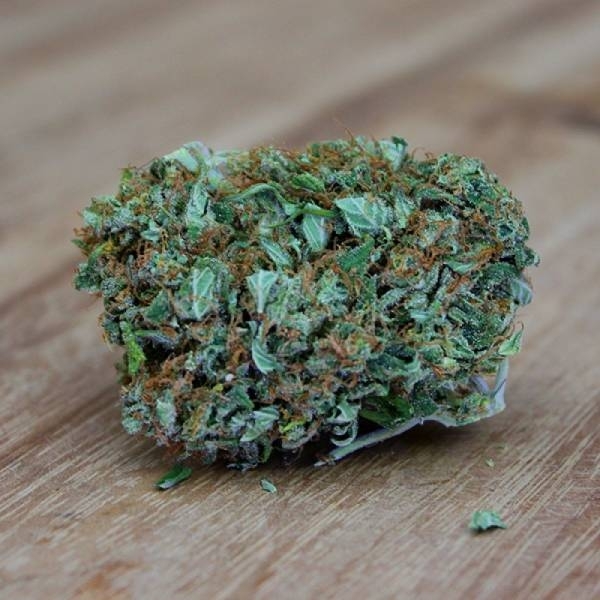 Amnesia Ganja Haze (Sumo Seeds) Feminiserade