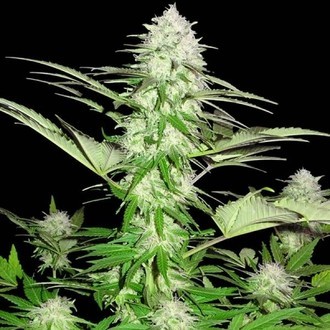 Sweet Harlem Diesel (Sumo Seeds) Feminiserade