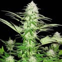 Sweet Harlem Diesel (Sumo Seeds) Feminiserade