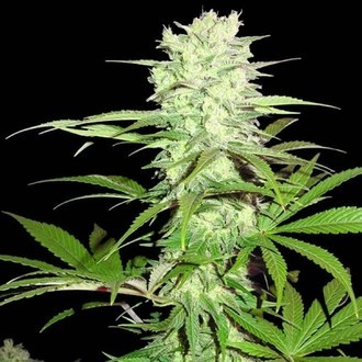 Thunderstruck (Sumo Seeds) Feminiserade