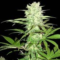 Thunderstruck (Sumo Seeds) Feminiserade