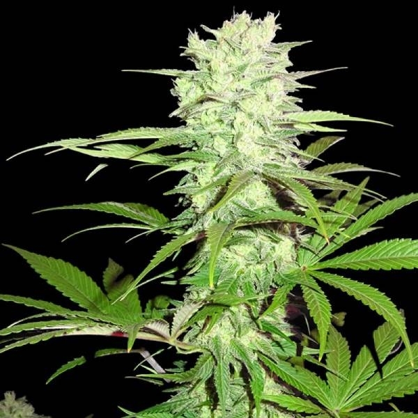 Thunderstruck (Sumo Seeds) Feminiserade