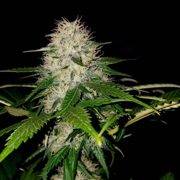 Sumo's OG Kush (Sumo Seeds) Feminiserade