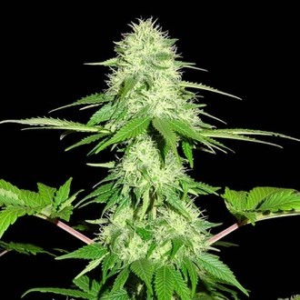 Appleberry (Sumo Seeds) Feminiserade