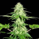 Appleberry (Sumo Seeds) Feminiserade