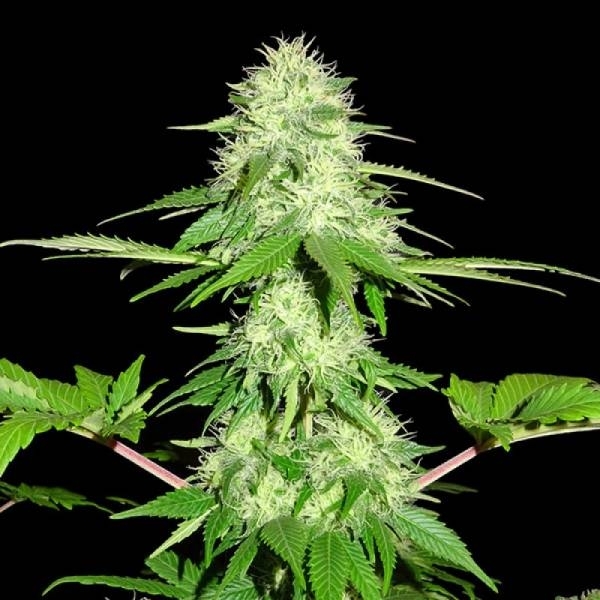 Appleberry (Sumo Seeds) Feminiserade