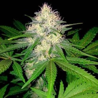 Bär & ost (Sumo Seeds) Feminiserade