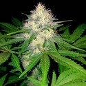 Bär & ost (Sumo Seeds) Feminiserade