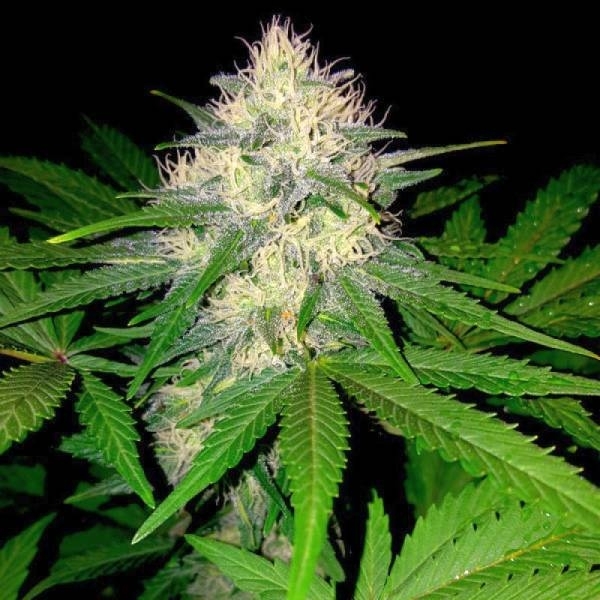 Bär & ost (Sumo Seeds) Feminiserade