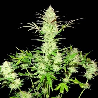 Ultimate AK (Sumo Seeds) Feminiserade