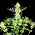 Ultimate AK (Sumo Seeds) Feminiserade