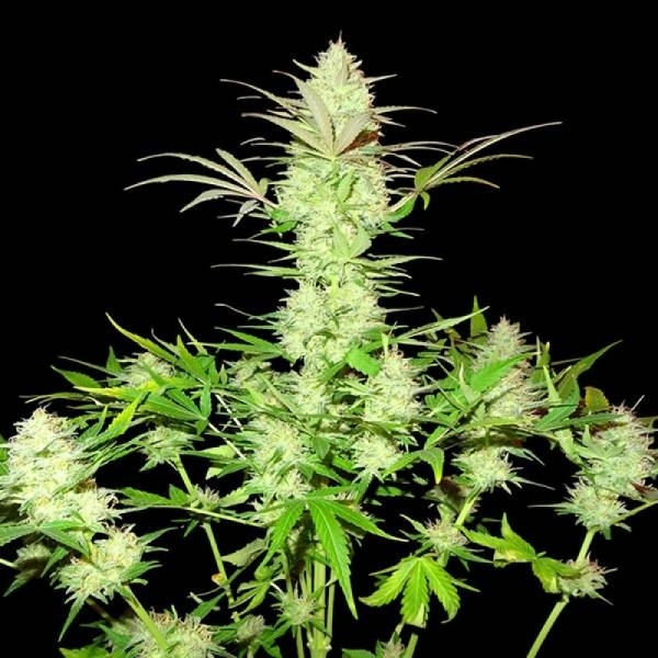 Ultimate AK (Sumo Seeds) Feminiserade