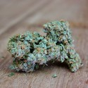 Ultimate AK (Sumo Seeds) Feminiserade