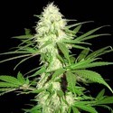 Sumo's Big Bud (Sumo Seeds) Feminiserade