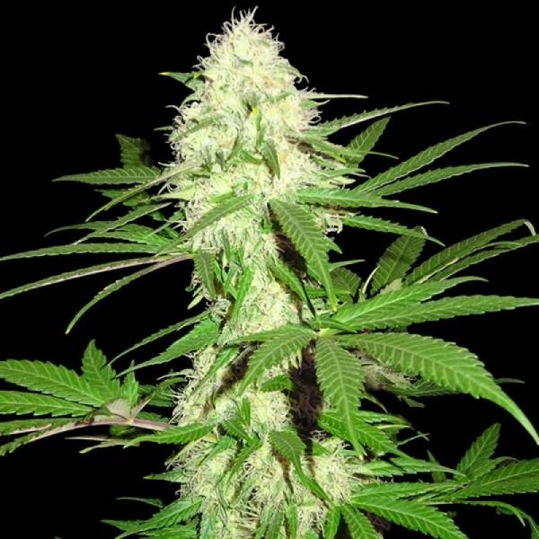 Sumo's Big Bud (Sumo Seeds) Feminiserade