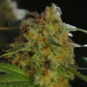 Sumo's Big Bud (Sumo Seeds) Feminiserade