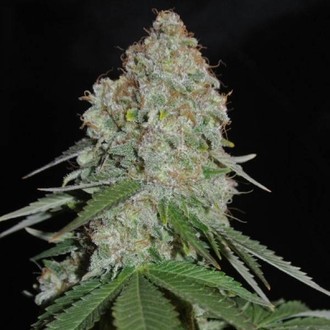 White Widow Original (Sumo Seeds) Feminiserade