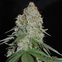 White Widow Original (Sumo Seeds) Feminiserade